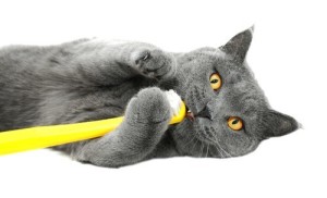 cat playing with human toothbrush