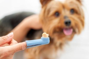 Dog teeth being brushed