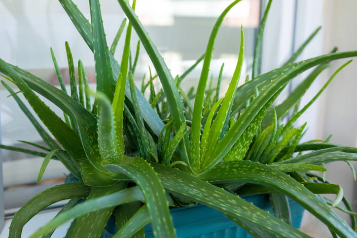 An aloe vera plant.