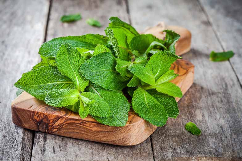 Peppermint leaves for wisdom tooth pain or toothache