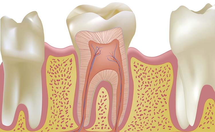 Diagram of tooth