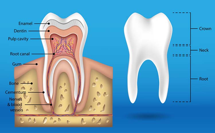 Anatomy of tooth